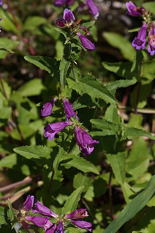 <i>Penstemon serrulatus</i> Species of flowering plant