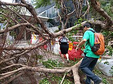 People climb over trees to go to work the morning after Typhoon Mangkhut near Immigration Tower in Wan Chai People climb over trees to go to work the morning after Typhoon Mangkhut near Immigration Tower in Wan Chai.jpg