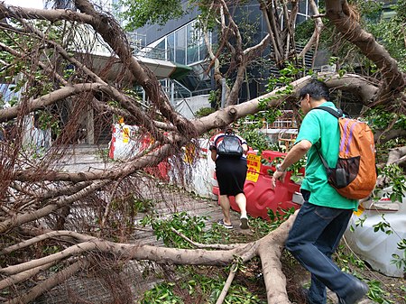 Tập_tin:People_climb_over_trees_to_go_to_work_the_morning_after_Typhoon_Mangkhut_near_Immigration_Tower_in_Wan_Chai.jpg