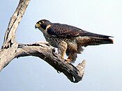 Peregrine Falcon Kobble Apr07.JPG