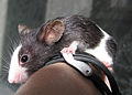 Pet mouse mini.jpg