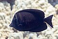 * Nomination Red Sea sailfin tang (Zebrasoma desjardinii), Red Sea, Egypt --Poco a poco 02:21, 18 August 2023 (UTC) * Promotion  Support Good quality. --Frank Schulenburg 02:58, 18 August 2023 (UTC)