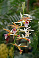 Phaius wallichii 1001 Orchids.jpg