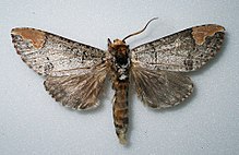 Phalera grotei - Burma - 2008 (5411585930) .jpg