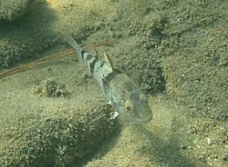 Pharaoh cardinalfish.jpg