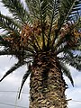 Phoenix canariensis Palmeira das Canarias Autor: Andrés Sánchez Villasuso