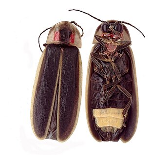 <i>Photinus carolinus</i> Species of beetle