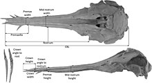 Photo of Nihoroa Holotype Skull.jpg