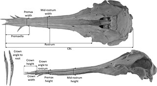 <i>Nihoroa</i> Genus of waipatiid cetacean from the Late Paleogene