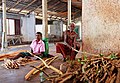 Photo of cinnamon production