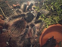 A male Lasiodora Parahybana kept in captivity Photo of lasiodora parahybana (14-1-23).jpg