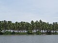 Photos taken from a boat ride along the Kavvayi backwaters, Payyannur, Kannur (77).jpg