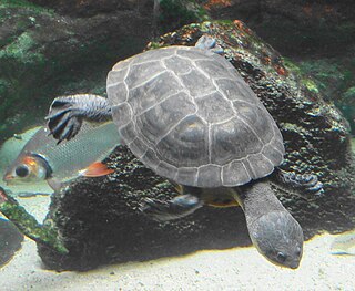 <i>Phrynops geoffroanus</i> Species of turtle