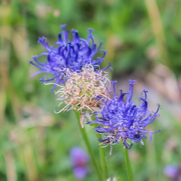 File:Phyteuma orbiculare near Col de Coux (2).jpg