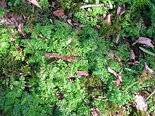 Pignut in early spring in Scotland. Pignut at Kilmaurs.JPG