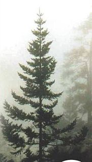 <i>Abies guatemalensis</i>