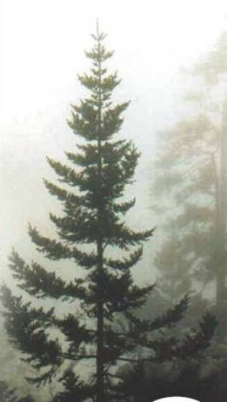 Abies_guatemalensis