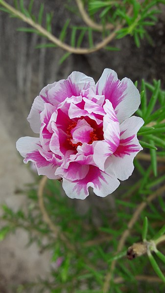 File:Pink white Office time flower.jpg