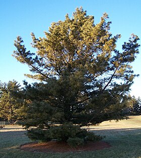 Pinus koraiensis.jpg