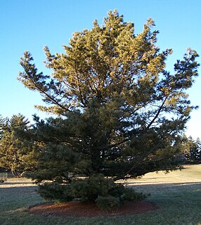<i>Pinus koraiensis</i> Species of conifer