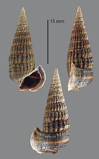 <i>Pirenella microptera</i> Species of gastropod