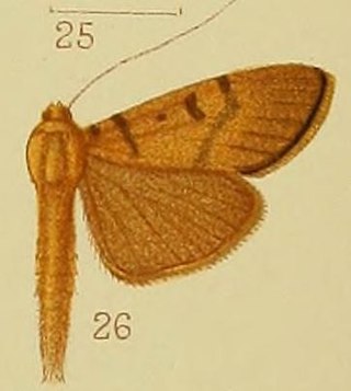 <i>Syllepte glebalis</i> Species of moth