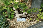 Thumbnail for File:Plectranthus ernstii Rombergpark.jpg