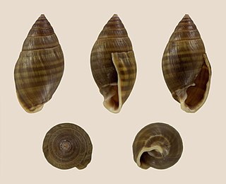 <i>Pleuroloba</i> Genus of gastropods