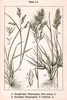 Poa annua, Poa bulbosa, Deutschlands Flora in Abbildungen. 1796 (qillqaq: Johann Georg Sturm, llimphiq: Jacob Sturm)