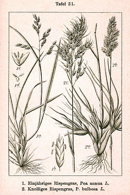 Illustration of bluegrass, 1: Annual bluegrass (Poa annua), left 2: Bulb bluegrass (Poa bulbosa), middle and right