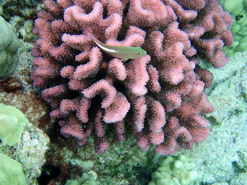 File:Pocillopora meandrina with a resident fish.jpg