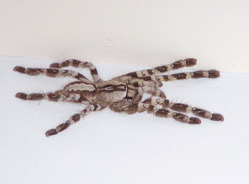 File:Poecilotheria Regalis.jpg