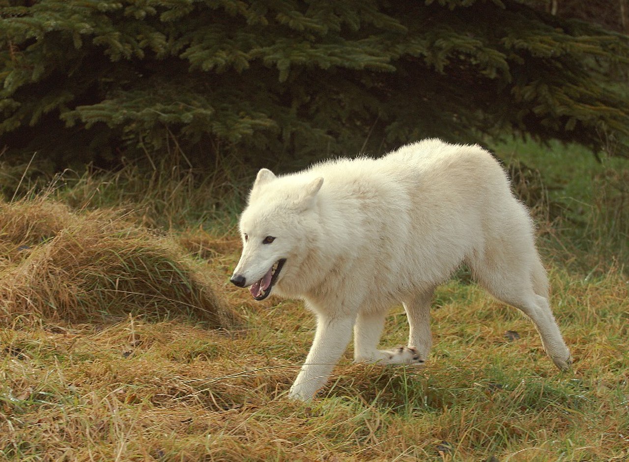 Arctic Wolf canis Lupus arctos