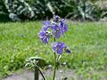 Boreal Jacob's-ladder