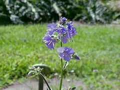 Polemonium coeruleum1.jpg