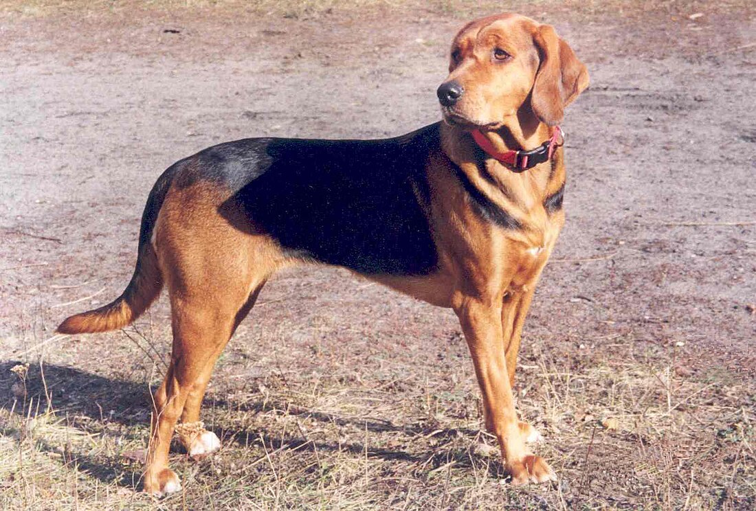 File:PolishHound-MlChPl-OKSANA-ZOstregoBoru-wl.JoannaZembrzuska 3.JPG