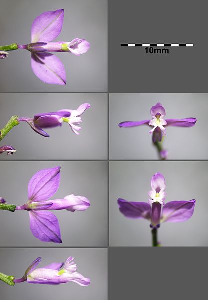 File:Polygala comosa sl1.jpg