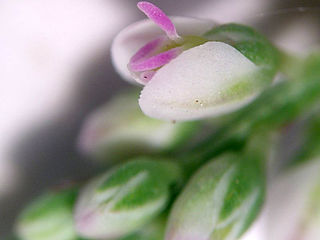 <i>Polygala verticillata</i>