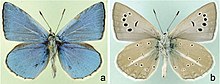 Polyommatus poseidon мъжки отгоре (вляво) и отдолу (вдясно) .jpg