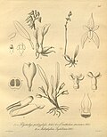 Miniatura para Bulbophyllum intertextum
