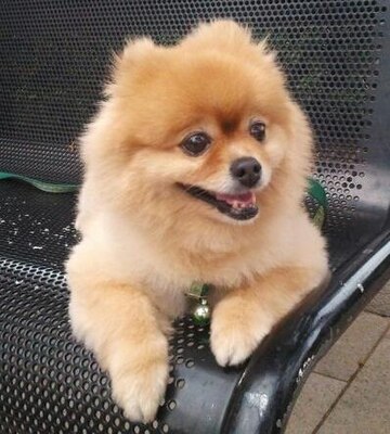 File:Pomeranian Thank You.jpg