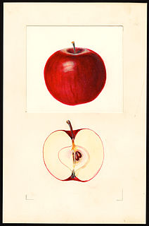 Beacon (apple) Apple cultivar