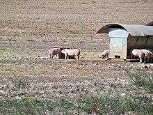 Élevage en plein air de porcs du Ventoux au Revest-du-Bion