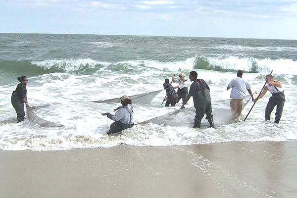 UMES students working with NOAA at Assateague Island