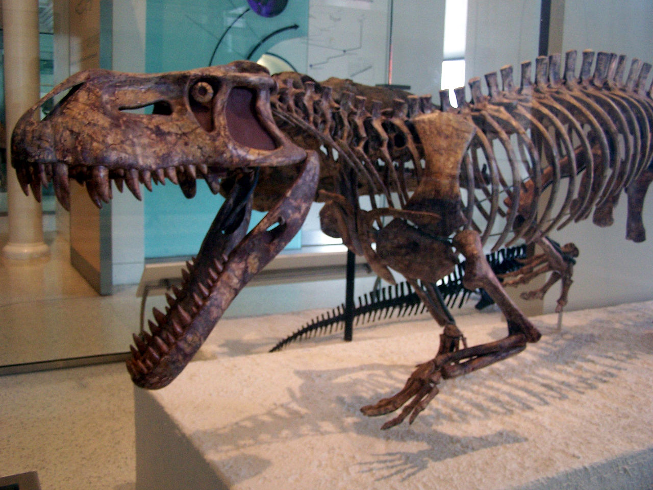 https://upload.wikimedia.org/wikipedia/commons/thumb/e/ed/Prestosuchus_skeleton_AMNH.jpg/1280px-Prestosuchus_skeleton_AMNH.jpg