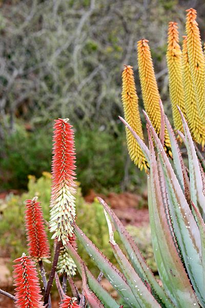 File:Pretoria Botanical Gardens-024.jpg