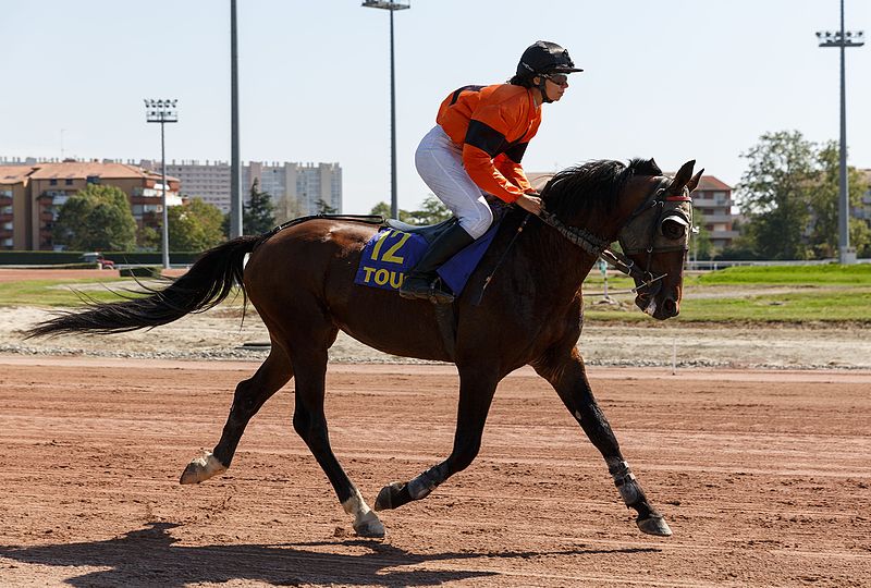 File:Prix de Belesta 2016 - Toulouse La Cépière, trot monté 8695.jpg