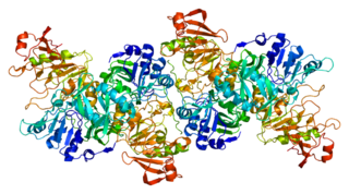 <span class="mw-page-title-main">OXCT1</span> Protein-coding gene in the species Homo sapiens