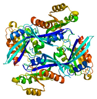 RAB2A Protein-coding gene in the species Homo sapiens