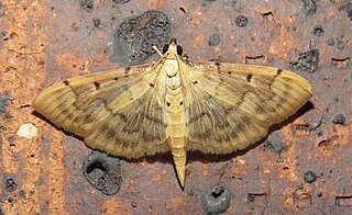 <i>Psara atritermina</i> Species of moth